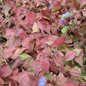 Ceratostigma plumbaginoides automne P19